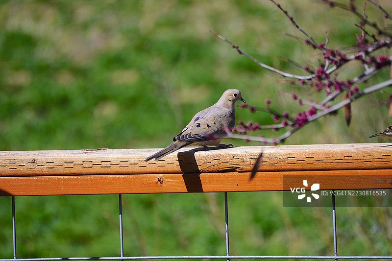 春天栖息在木栅栏上的哀鸣鸽图片素材