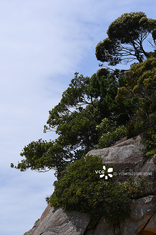 岩石悬崖上的树与蓝天， 日本图片素材