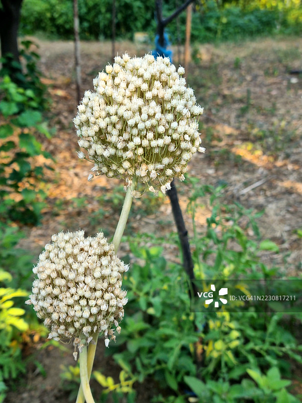 乡村花园中的洋葱花头图片素材