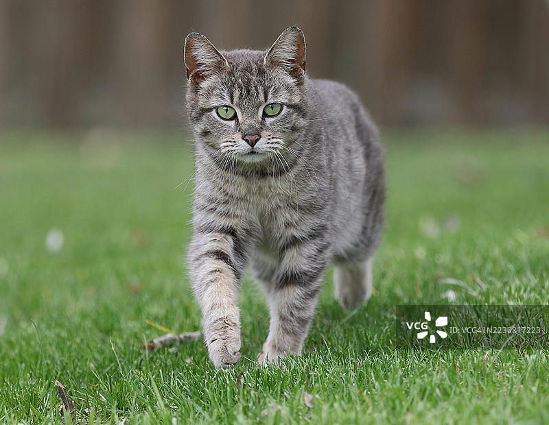灰色虎斑猫自信地走在郁郁葱葱的草坪上图片素材