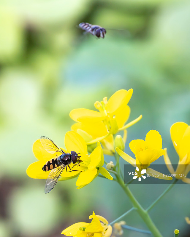 悬浮蝇为黄色花朵授粉图片素材