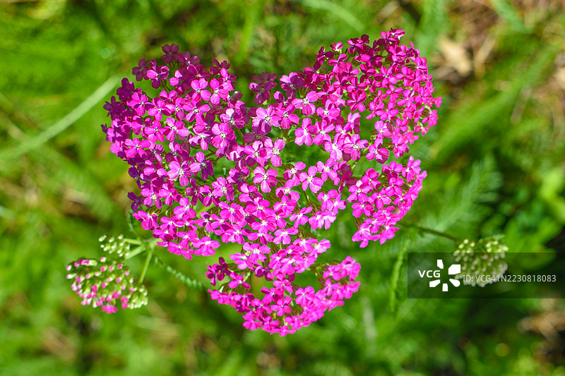绿色田野中的心形粉色花朵簇图片素材
