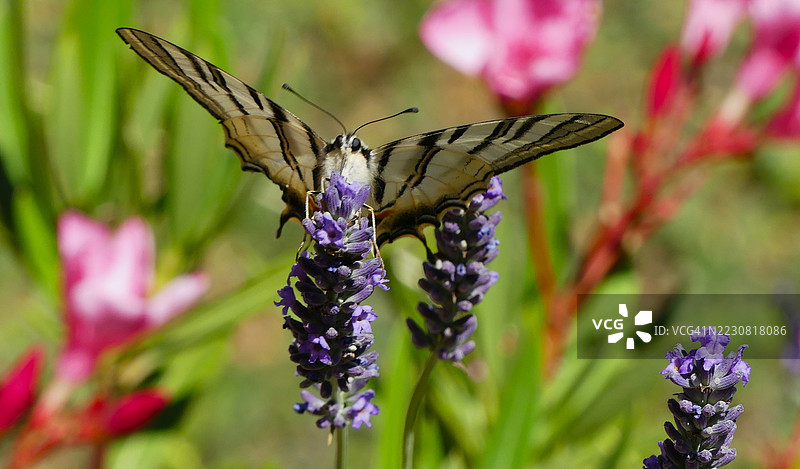 彩色花园中的紫丁香上的凤蝶图片素材