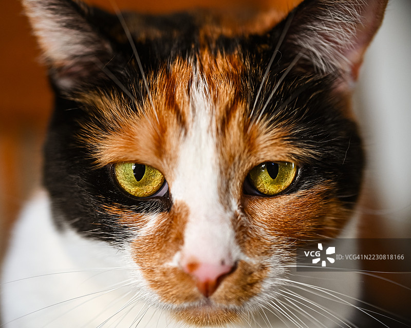 猫眼特写图片素材