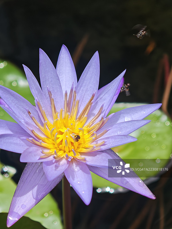 紫色睡莲特写，蜜蜂在其上飞舞图片素材