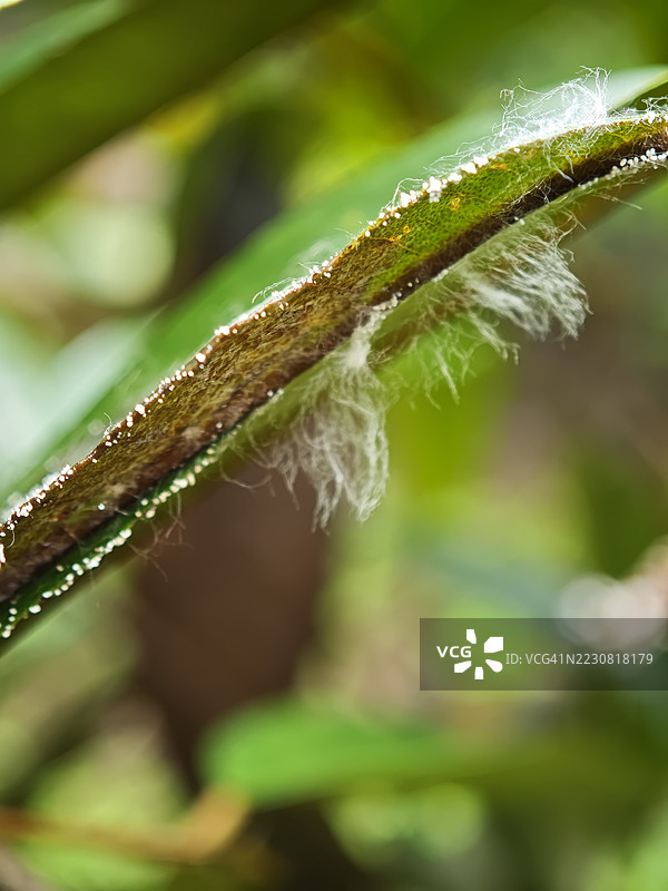 细节特写的叶子，带有细小的毛发和水滴图片素材