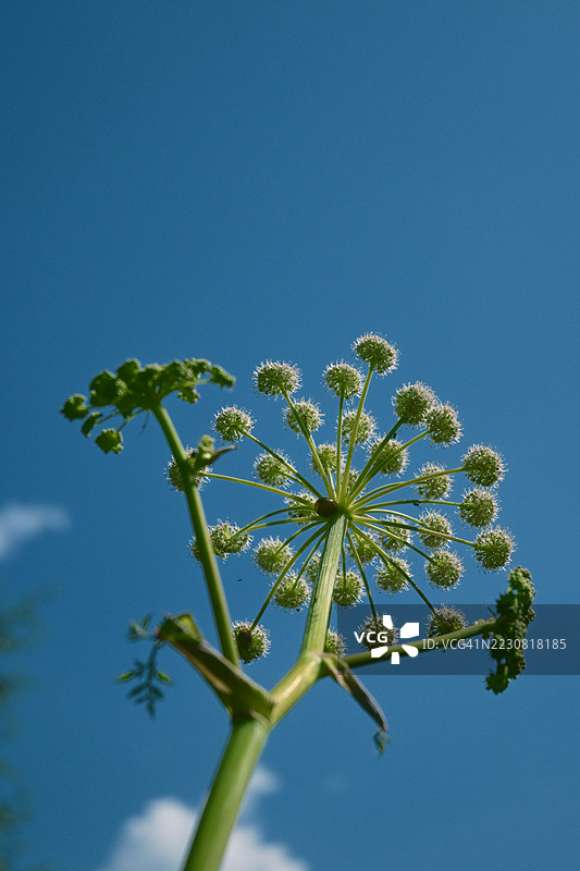 开花植物与清澈蓝天相映衬图片素材