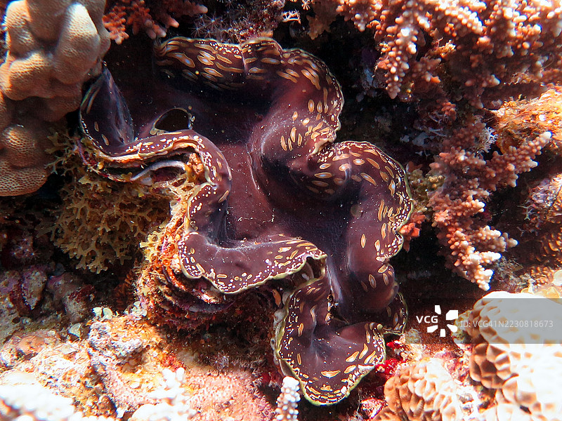巨型蛤蜊栖息在色彩斑斓的珊瑚礁中图片素材