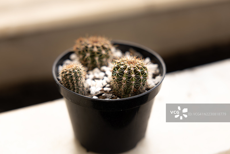 窗台上的黑色花盆里的小仙人掌图片素材