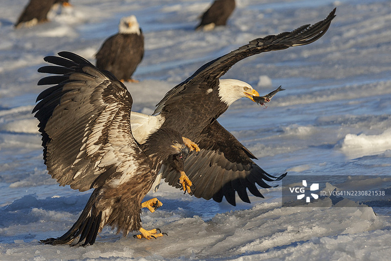 秃头鹰起飞捕鱼，幼鸟在旁观看图片素材
