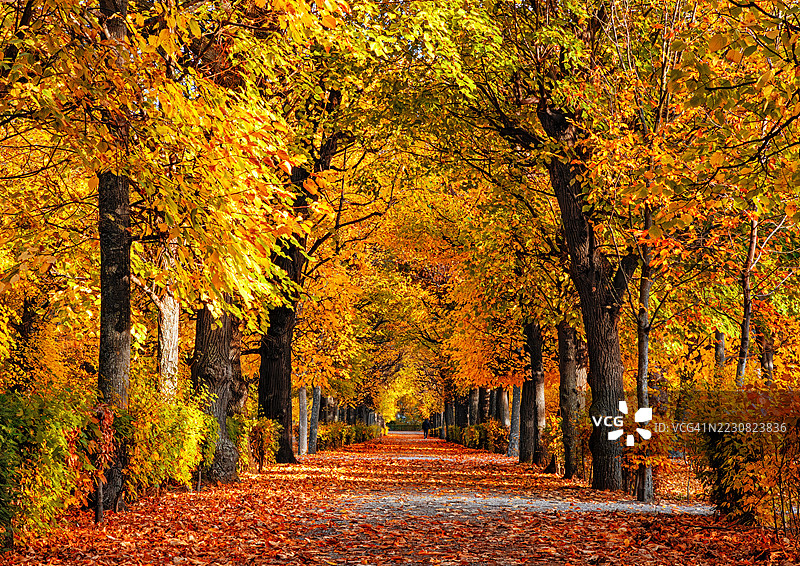 维也纳，奥地利，秋季公园中被树叶覆盖的空巷图片素材