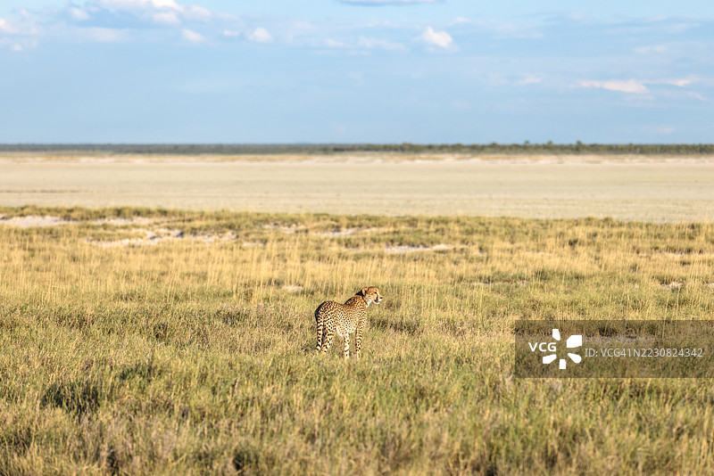 纳米比亚，沙漠，非洲，猎豹图片素材