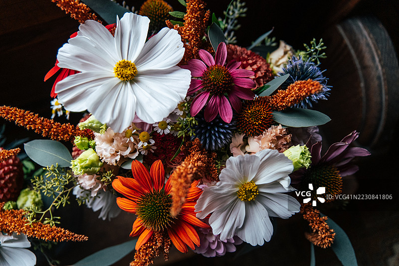 鲜艳的夏季花朵映衬在深色背景上图片素材