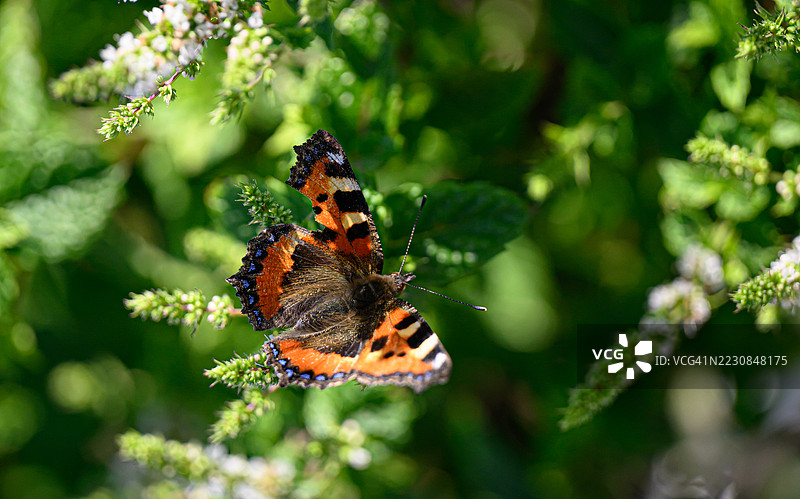 一只翅膀破损的美丽蝴蝶图片素材