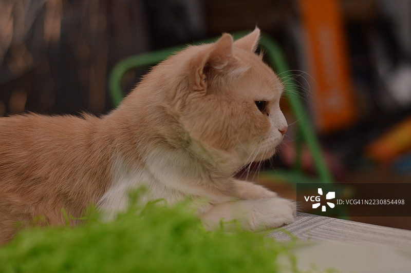 室内坐着的姜黄色猫的侧面视图图片素材