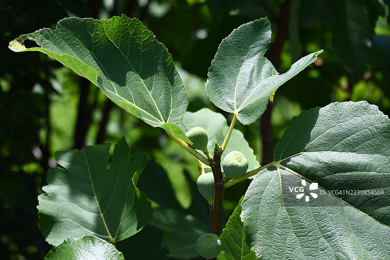 阳光下无花果叶和未成熟无花果的特写图片素材