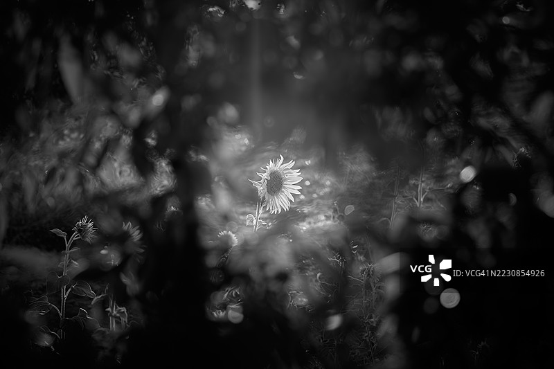 黑白摄影中的森林向日葵图片素材