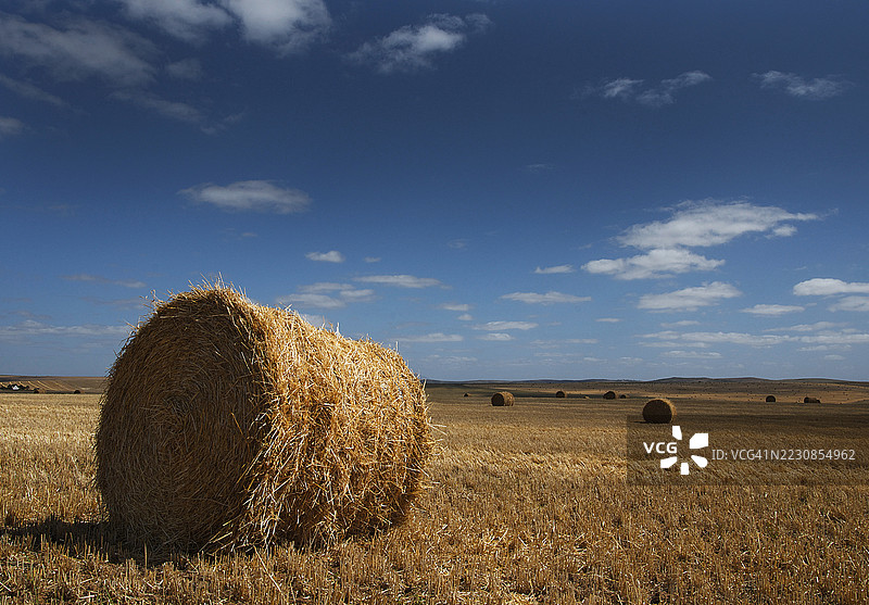 南非蓝天下广阔田野上的稻草堆图片素材
