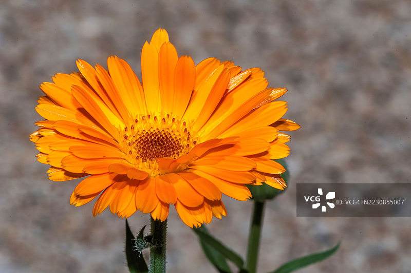 鲜艳的橙色万寿菊盛开图片素材
