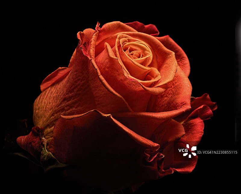 鲜艳的橙色玫瑰在黑色背景下的特写图片素材