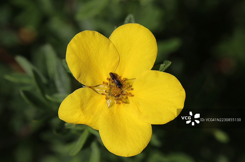 蜜蜂在鲜艳的黄色花朵上授粉的特写镜头图片素材