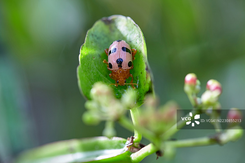 瓢虫栖息在绿叶上的特写镜头图片素材