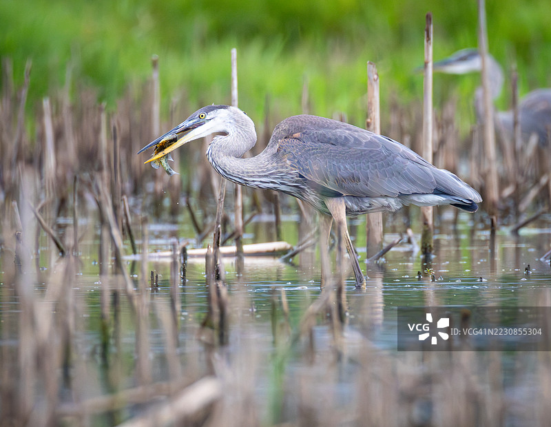 大蓝鹭在湿地捕捉鱼类图片素材