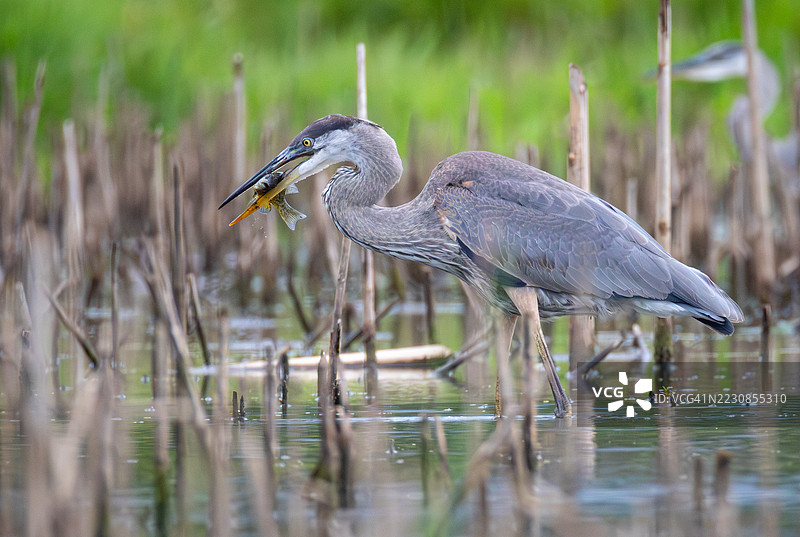 大蓝鹭在湿地捕捉鱼类图片素材
