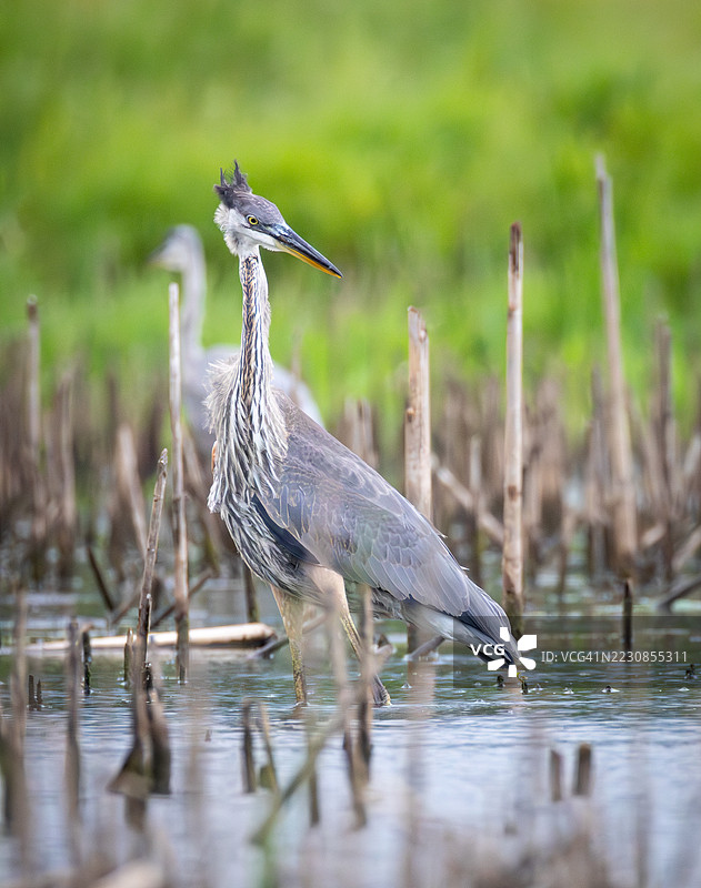 灰鹭站在湿地中图片素材