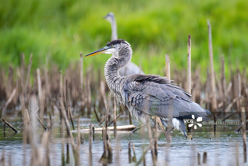 大蓝鹭站在湿地中图片素材