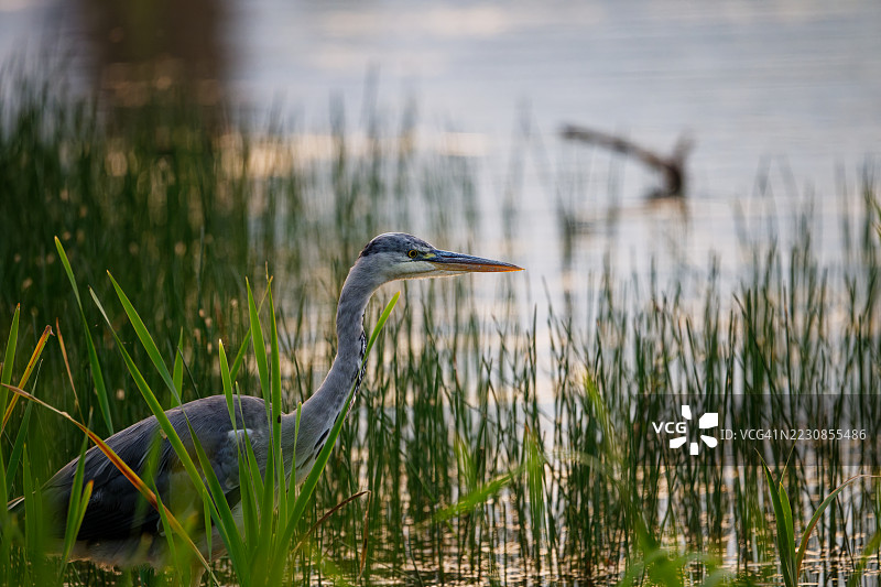 湿地中栖息的苍鹭侧面视图图片素材