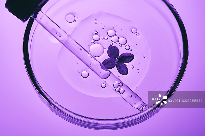 紫色背景上的培养皿、移液管和叶子图片素材