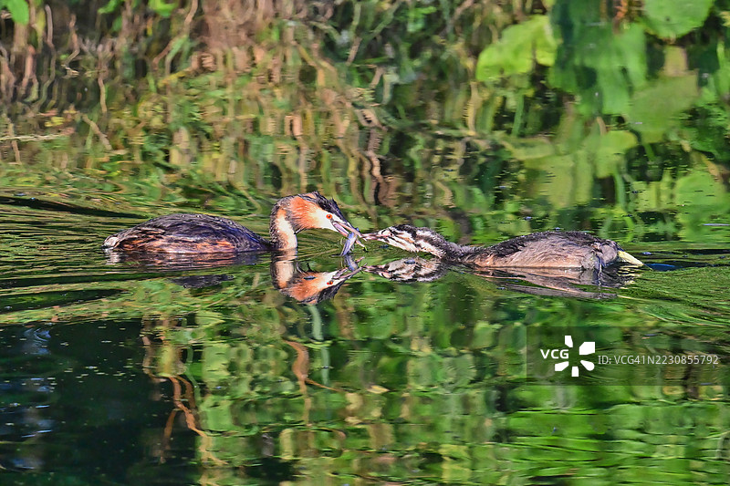 大冠鸊鷉在湖上喂养幼鸟图片素材