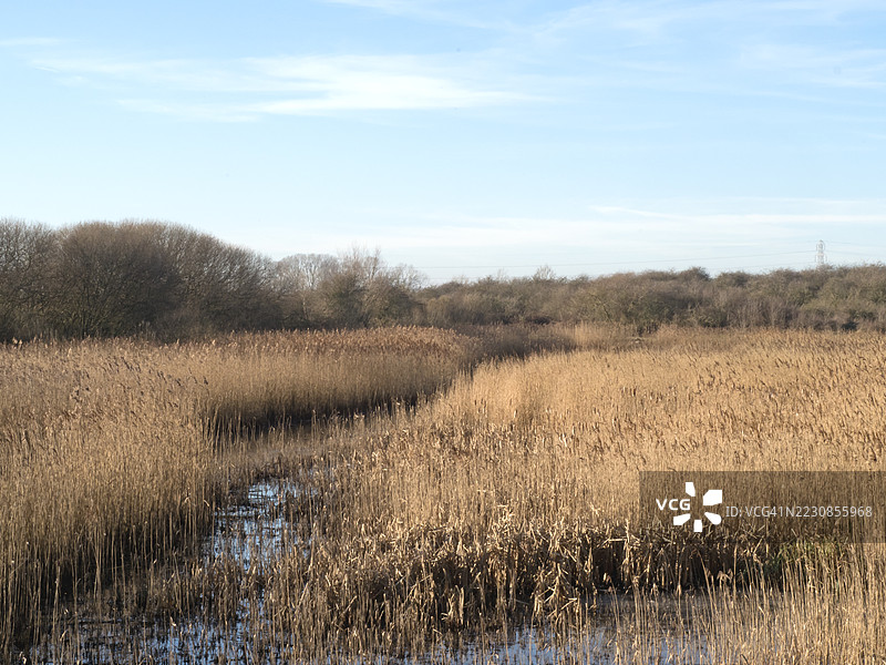宁静的湿地风景，芦苇和树木在蓝天之下图片素材