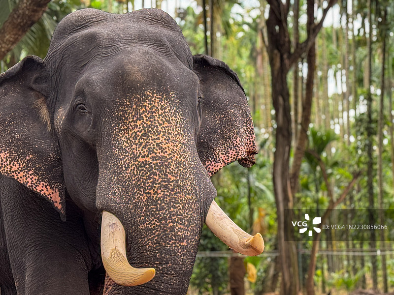 雄伟的大象在郁郁葱葱的森林中图片素材