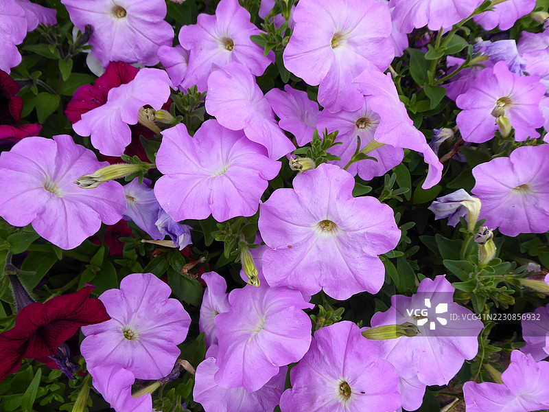 紫色矮牵牛花盛开的高角度视图图片素材