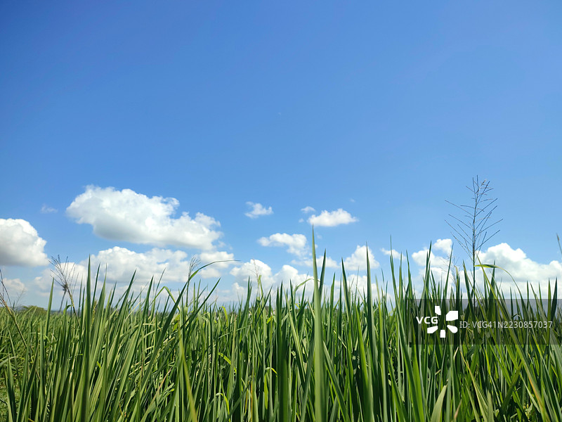 印度尼西亚清澈蓝天下的郁郁葱葱的农业田野图片素材