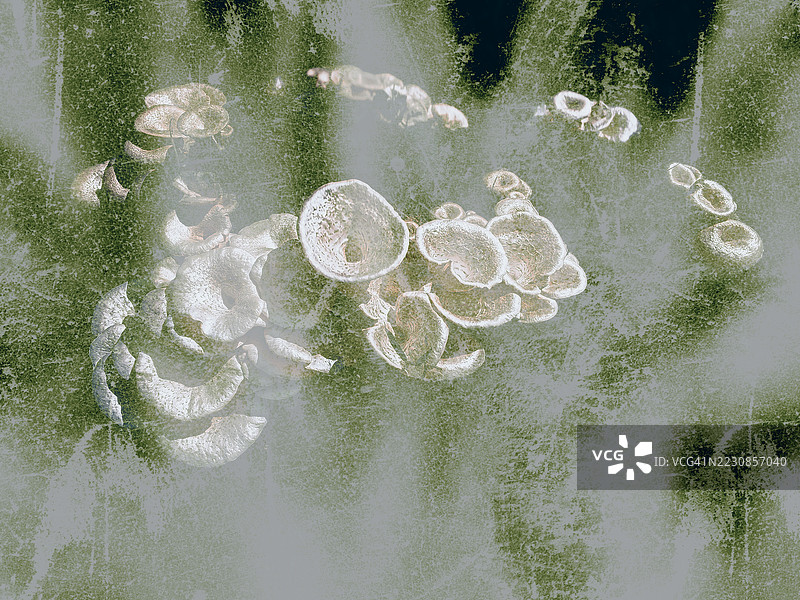 树干上生长的蘑菇的抽象视图图片素材