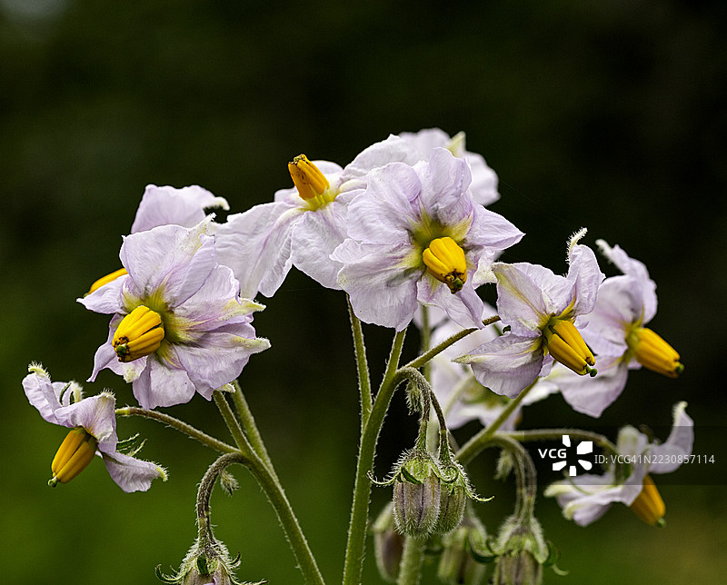 马铃薯植物花朵特写图片素材