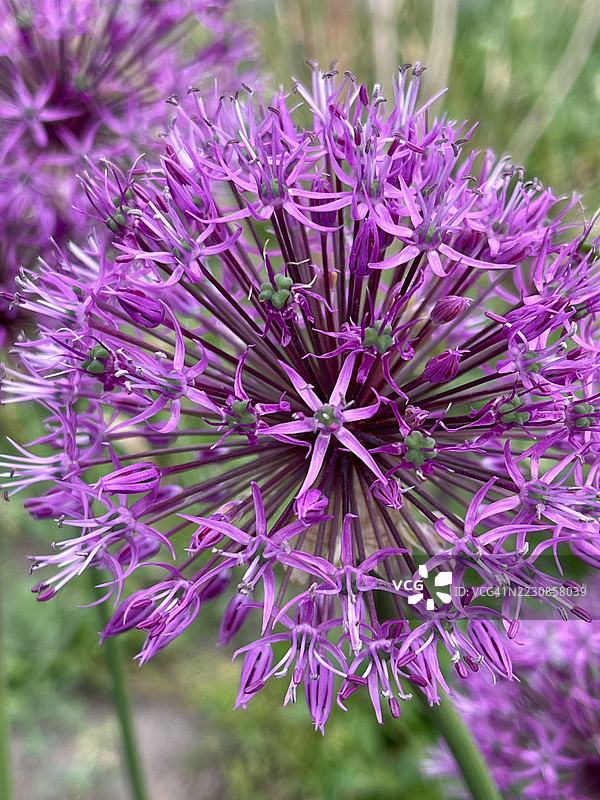 紫色葱兰花盛开的特写镜头图片素材