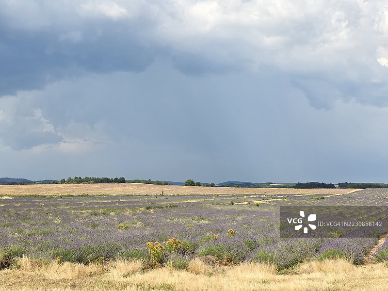 法国暴风雨天空下的薰衣草田图片素材