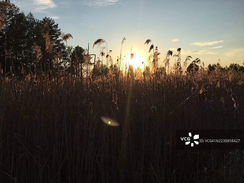 日落时分田野中高草的剪影图片素材