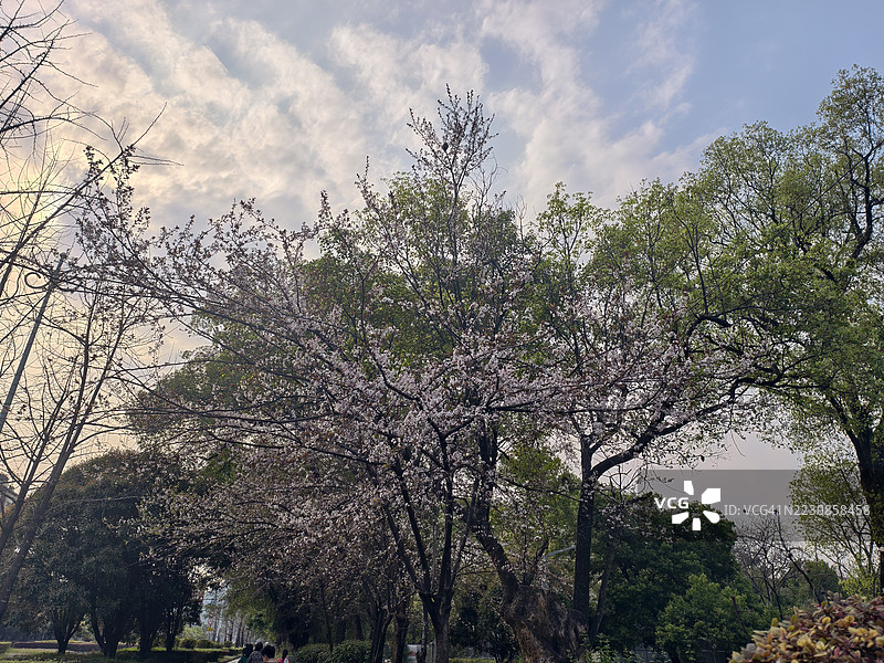 公园里樱花树在阴 cloudy 的天空下图片素材