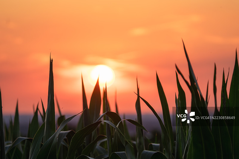 玉米植物的剪影映衬着绚丽的日落图片素材