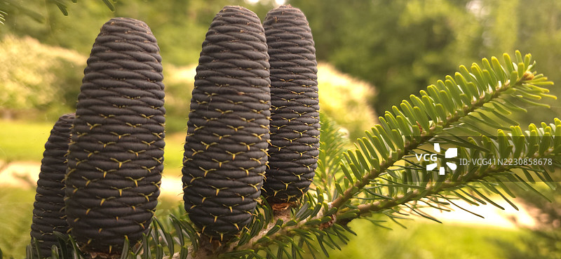 朝鲜冷杉树枝上的松果特写图片素材