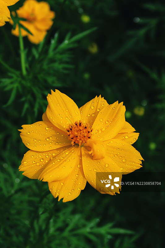 带水珠的黄色花朵特写图片素材