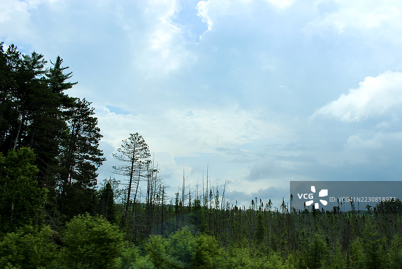 阴云密布下的郁郁葱葱的森林，美国图片素材