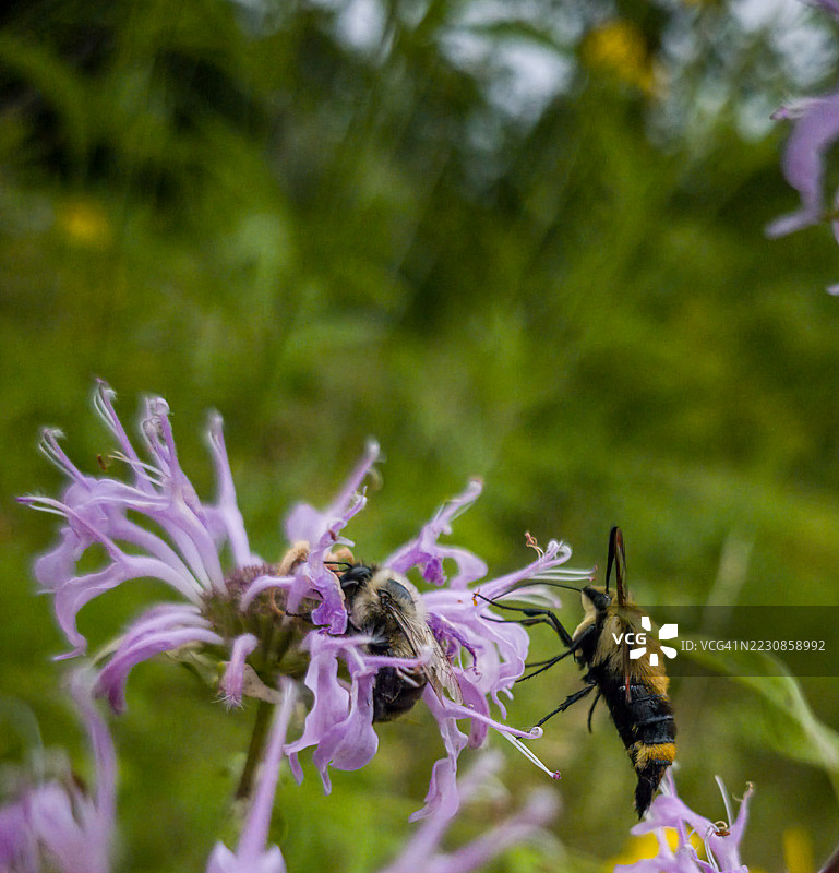 两只蜜蜂在草地上的紫色野花上授粉图片素材