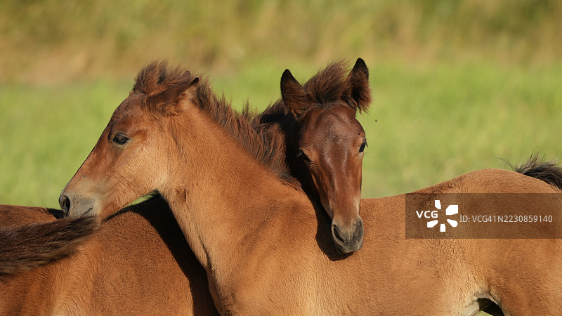 两匹年轻的马在阳光明媚的草地上互相依偎图片素材