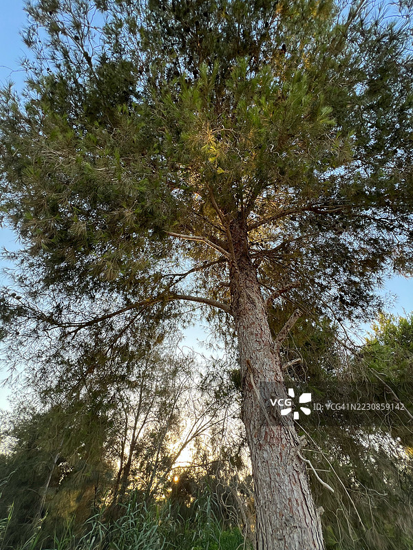 低角度视角，阳光穿透森林中的树木图片素材